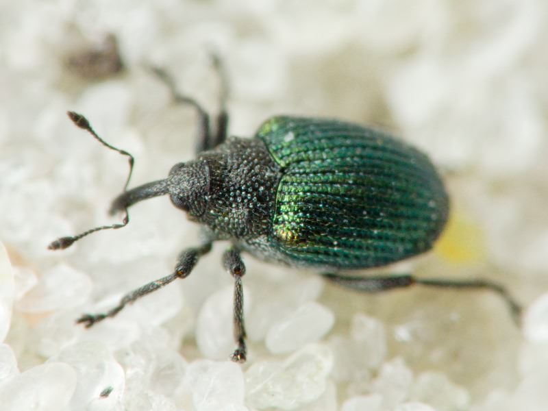 Ceutorhynchus erysimi (Fabricius, 1787)